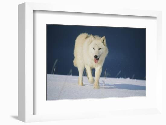 Wolf-null-Framed Photographic Print