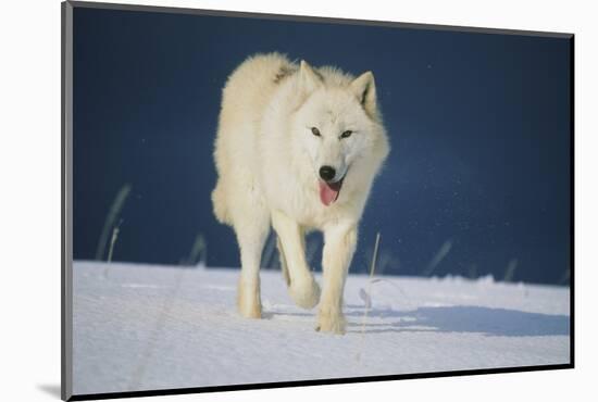 Wolf-null-Mounted Photographic Print