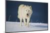 Wolf-null-Mounted Photographic Print