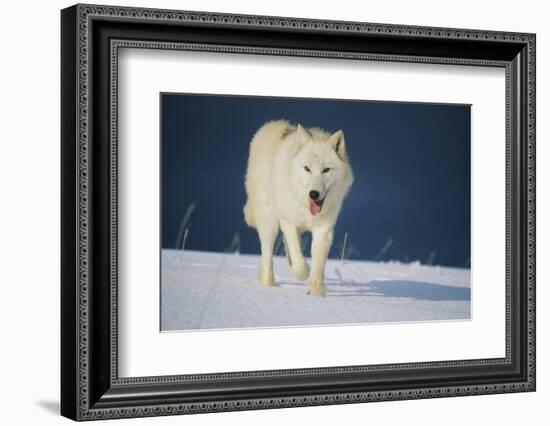 Wolf-null-Framed Photographic Print