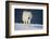 Wolf-null-Framed Photographic Print