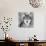 Wolf-null-Giclee Print displayed on a wall