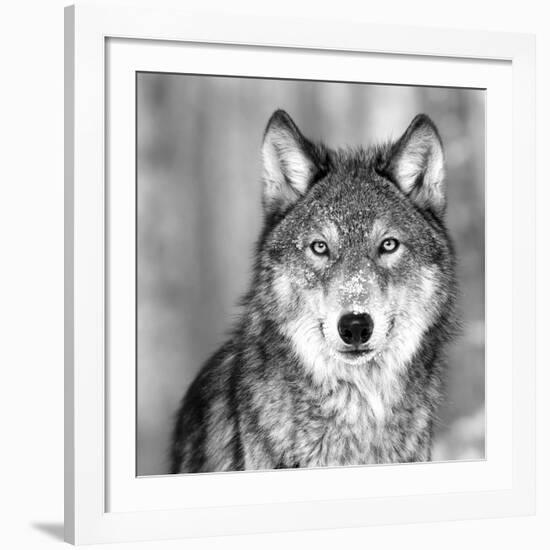 Wolf-null-Framed Giclee Print