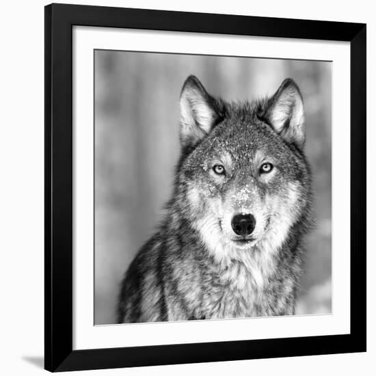 Wolf-null-Framed Giclee Print