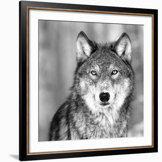 Wolf-null-Framed Giclee Print