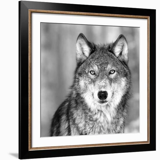 Wolf-null-Framed Giclee Print