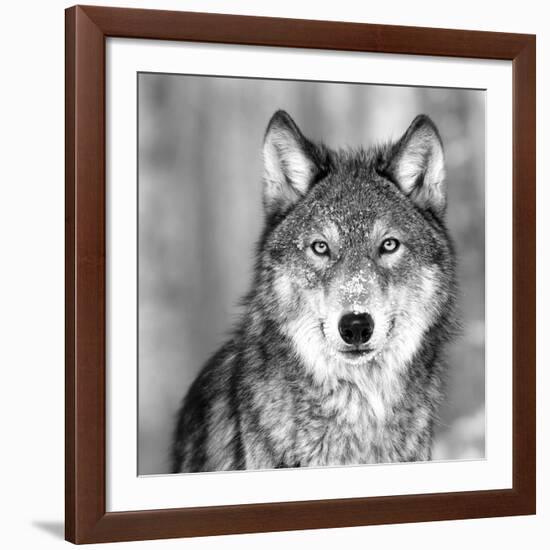 Wolf-null-Framed Giclee Print