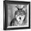 Wolf-null-Framed Giclee Print