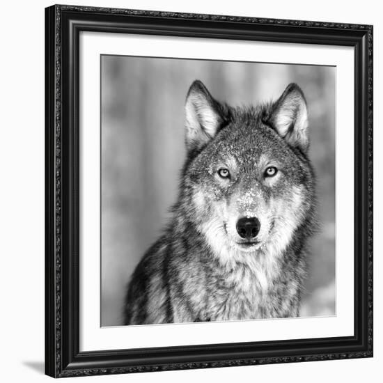 Wolf-null-Framed Giclee Print