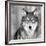 Wolf-null-Framed Giclee Print