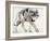 Wolf-Mark Adlington-Framed Giclee Print