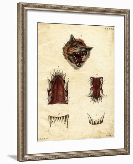 Wolf-null-Framed Giclee Print