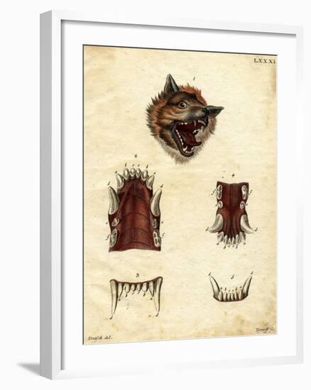 Wolf-null-Framed Giclee Print