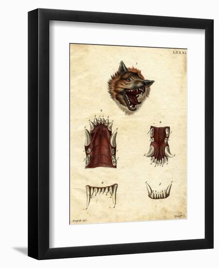 Wolf-null-Framed Giclee Print