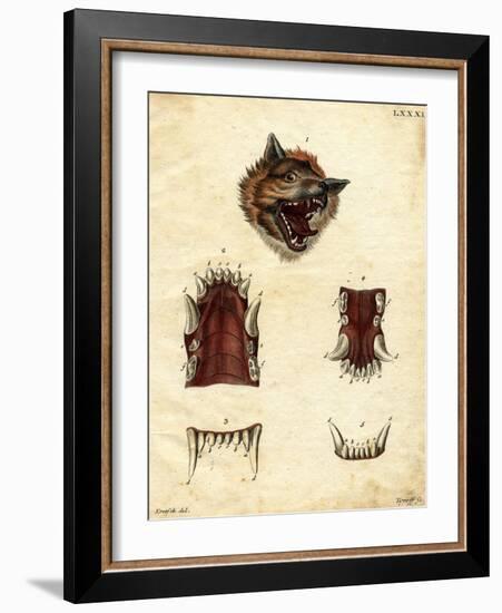 Wolf-null-Framed Giclee Print