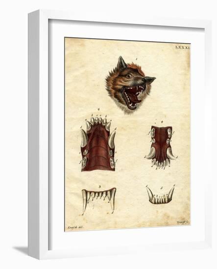 Wolf-null-Framed Giclee Print