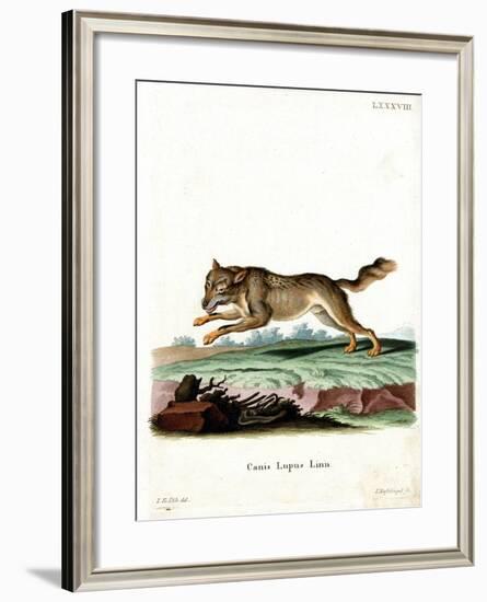 Wolf-null-Framed Giclee Print