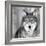 Wolf-PhotoINC Studio-Framed Photographic Print