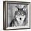 Wolf-PhotoINC Studio-Framed Photographic Print