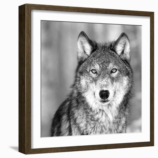 Wolf-PhotoINC Studio-Framed Photographic Print