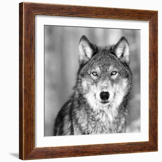 Wolf-PhotoINC Studio-Framed Photographic Print