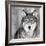 Wolf-PhotoINC Studio-Framed Photographic Print