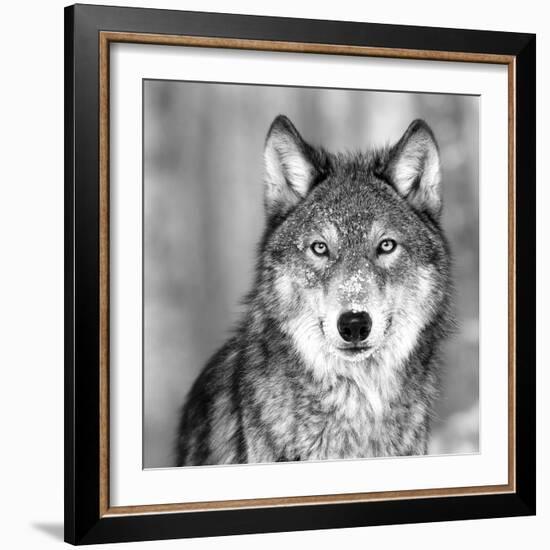 Wolf-PhotoINC Studio-Framed Photographic Print