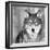 Wolf-PhotoINC Studio-Framed Photographic Print