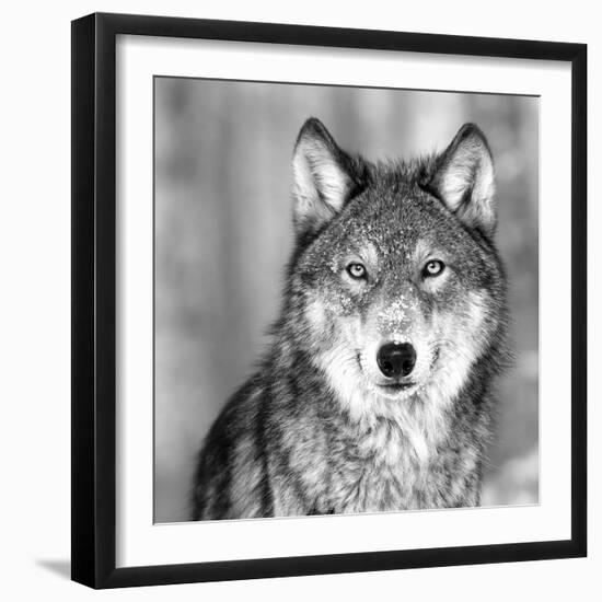 Wolf-PhotoINC Studio-Framed Photographic Print