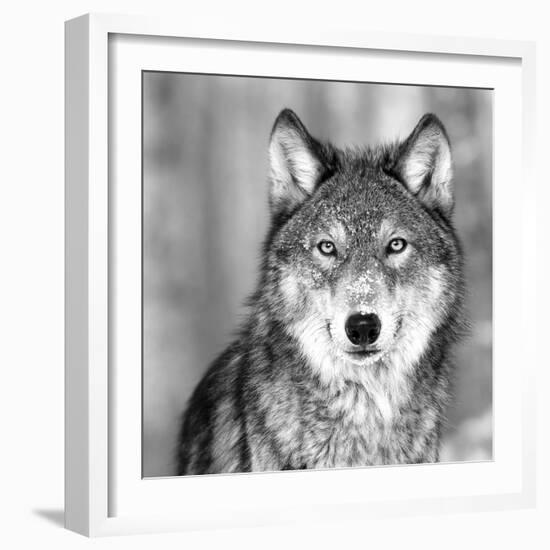 Wolf-PhotoINC Studio-Framed Photographic Print