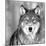 Wolf-PhotoINC Studio-Mounted Photographic Print