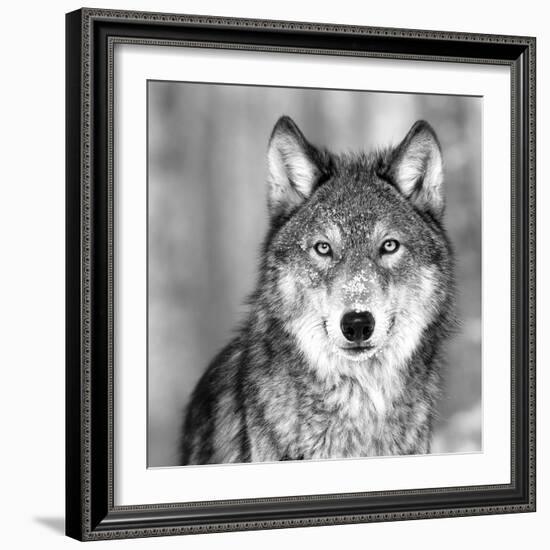 Wolf-PhotoINC Studio-Framed Photographic Print