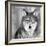 Wolf-PhotoINC Studio-Framed Photographic Print