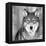 Wolf-PhotoINC Studio-Framed Premier Image Canvas