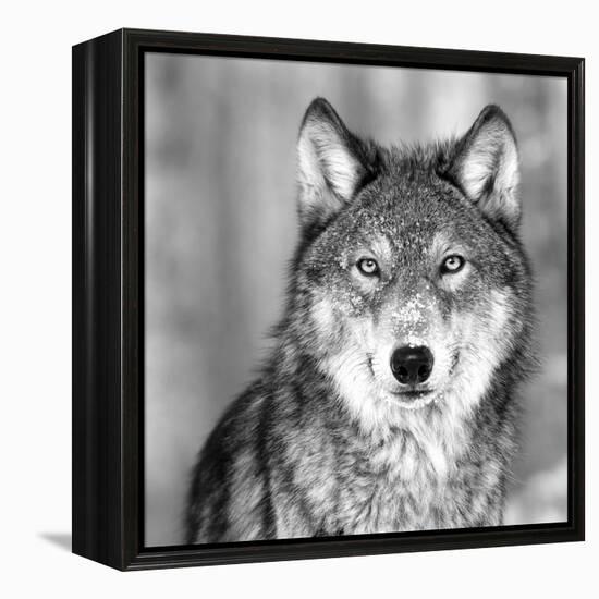 Wolf-PhotoINC Studio-Framed Premier Image Canvas