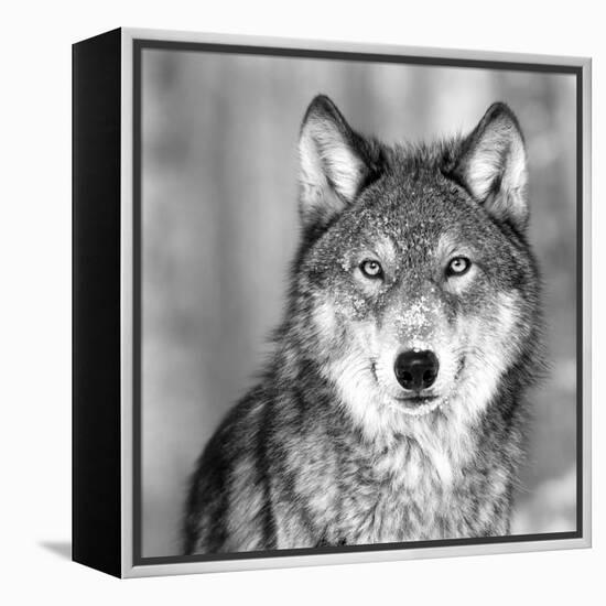 Wolf-PhotoINC Studio-Framed Premier Image Canvas