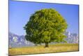 Photographic Print