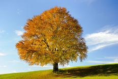 Big Beech on the Meadow as a Single Tree in the Allgau-Wolfgang Filser-Photographic Print