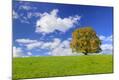 Photographic Print