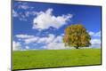 Photographic Print