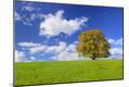Photographic Print