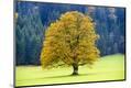 Premium Photographic Print