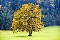 Big Maple as a Single Tree in Autumn-Wolfgang Filser-Photographic Print
