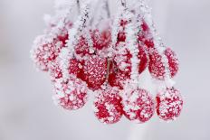 Hoarfrost at Plants in Icy Cold-Wolfgang Filser-Photographic Print
