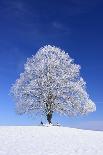 Tallness Old Lime-Tree with Hoarfrost in Winter in Bavaria-Wolfgang Filser-Framed Premier Image Canvas