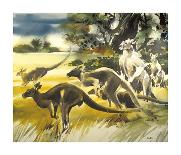 Kangaroo-Wolfgang Weber-Framed Premium Giclee Print