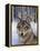 Wolfpack-Harro Maass-Framed Premier Image Canvas