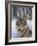 Wolfpack-Harro Maass-Framed Giclee Print