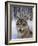 Wolfpack-Harro Maass-Framed Giclee Print