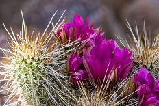 Blooming Desert Cactus-wollertz-Photographic Print